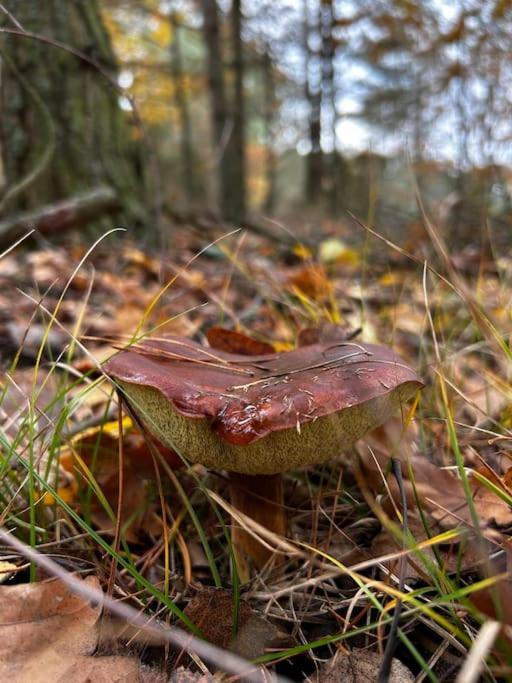 הוילה Drozdowo Dom Male Mazury מראה חיצוני תמונה